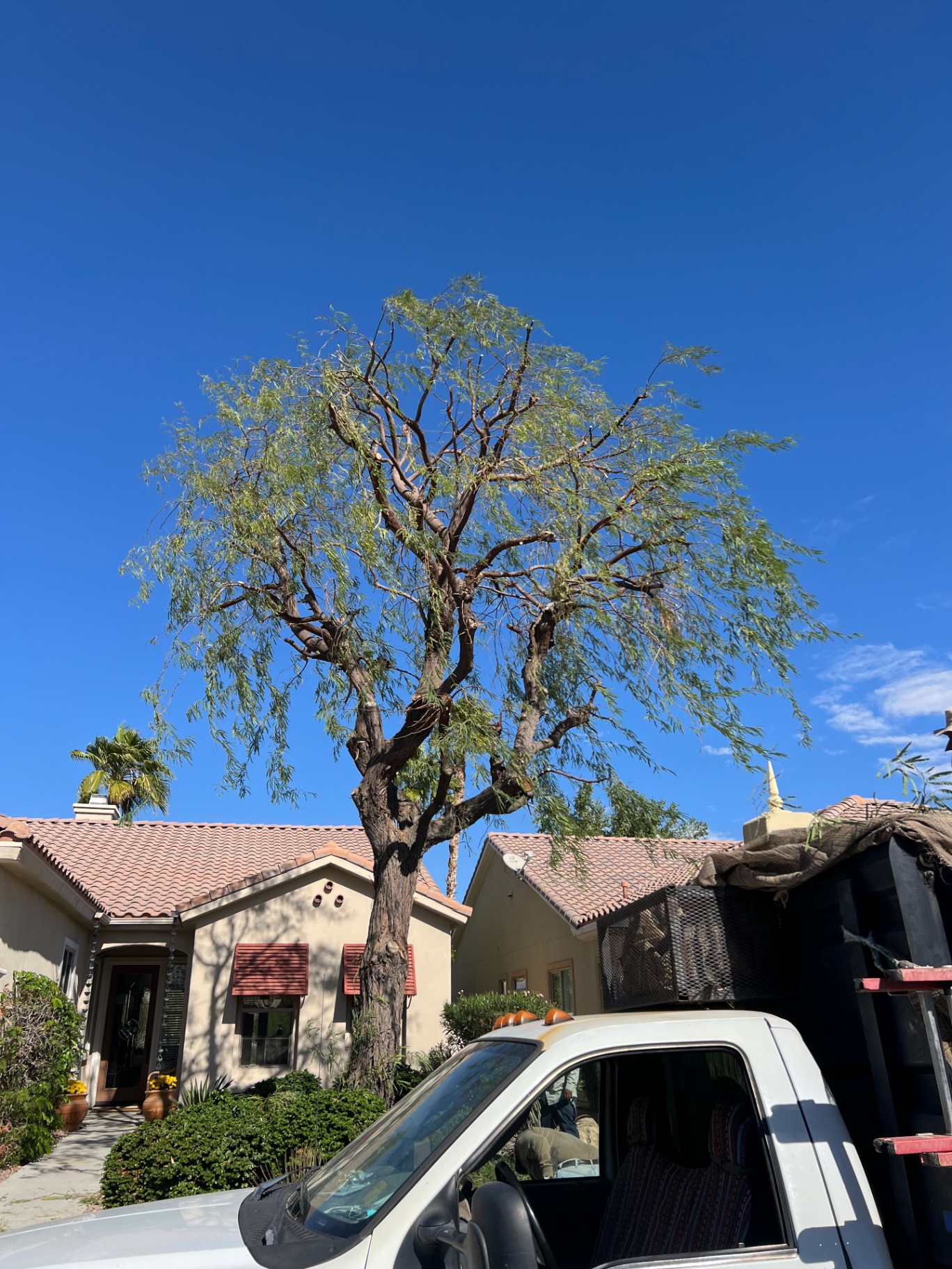 Mature mesquite tree trimmed in front of a tile-roof home