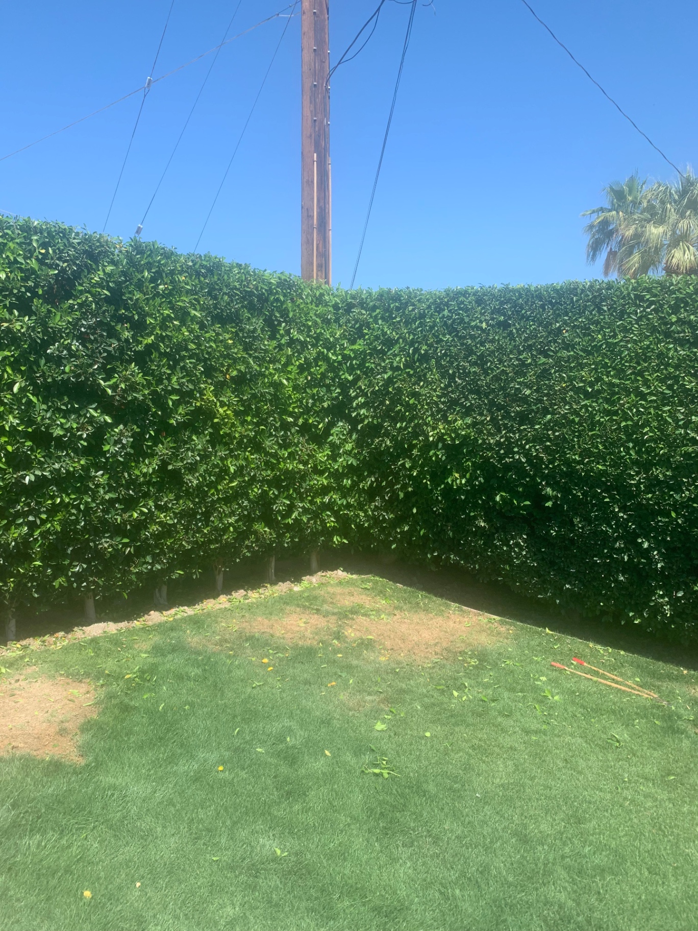 Tall ficus hedge trimmed with clean straight top and edges along a green lawn