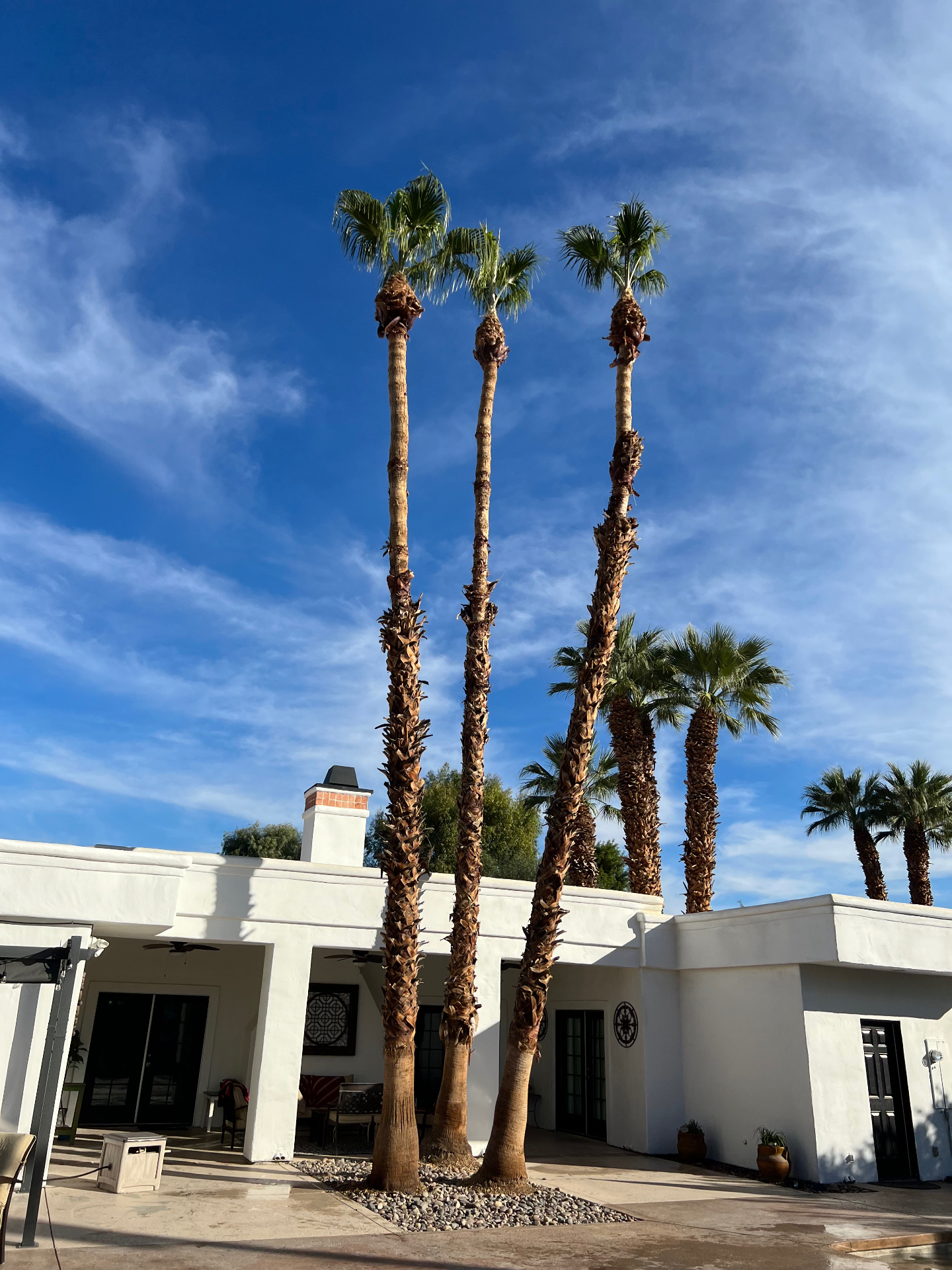 Tall skinned fan palms in front of a white desert home